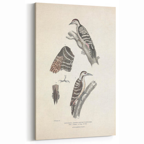 Vintage Animal Art: Lesser Spotted Woodpecker Print for Nature Decor