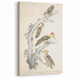 Vintage Animal Art - Retro Woodpecker Illustration Art Prints for Home