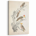 Vintage Animal Art - Retro Woodpecker Illustration Art Prints for Home