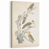 Vintage Animal Art - Retro Woodpecker Illustration Art Prints for Home