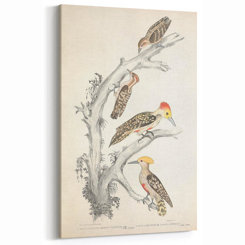 Vintage Animal Art - Retro Woodpecker Illustration Art Prints for Home