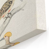 Vintage Animal Art - Retro Woodpecker Illustration Art Prints for Home