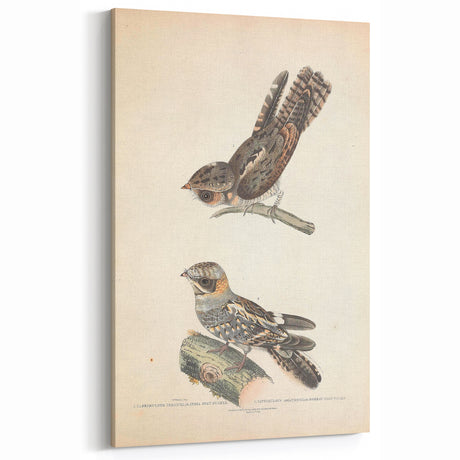 Vintage Animal Art - Goat Sucker Bird Retro Illustration Art Prints