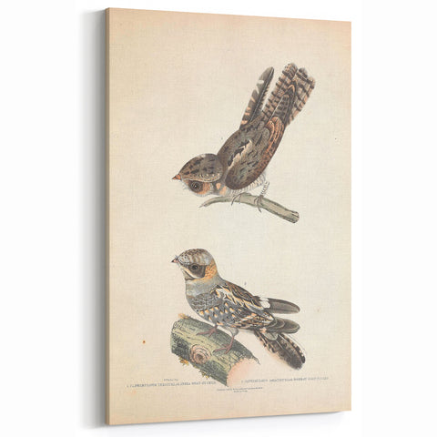 Vintage Animal Art - Goat Sucker Bird Retro Illustration Art Prints