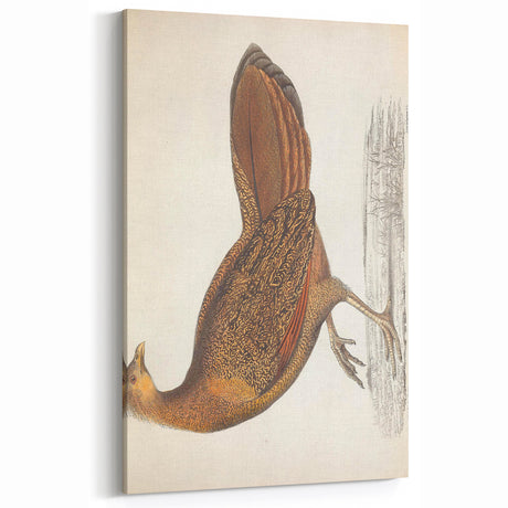 Vintage Animal Art - Pheasant Bird Illustration Art Prints for Decor