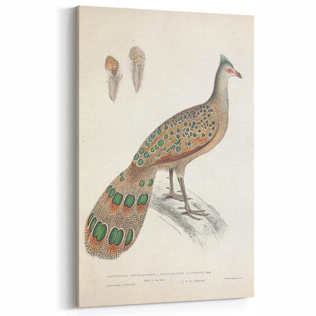 Vintage Animal Art - Peacock Illustration Art Prints for Home Decor