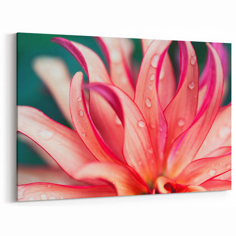 Dahlia Flower Macro - Fine Art Photography Limited Edition Prints