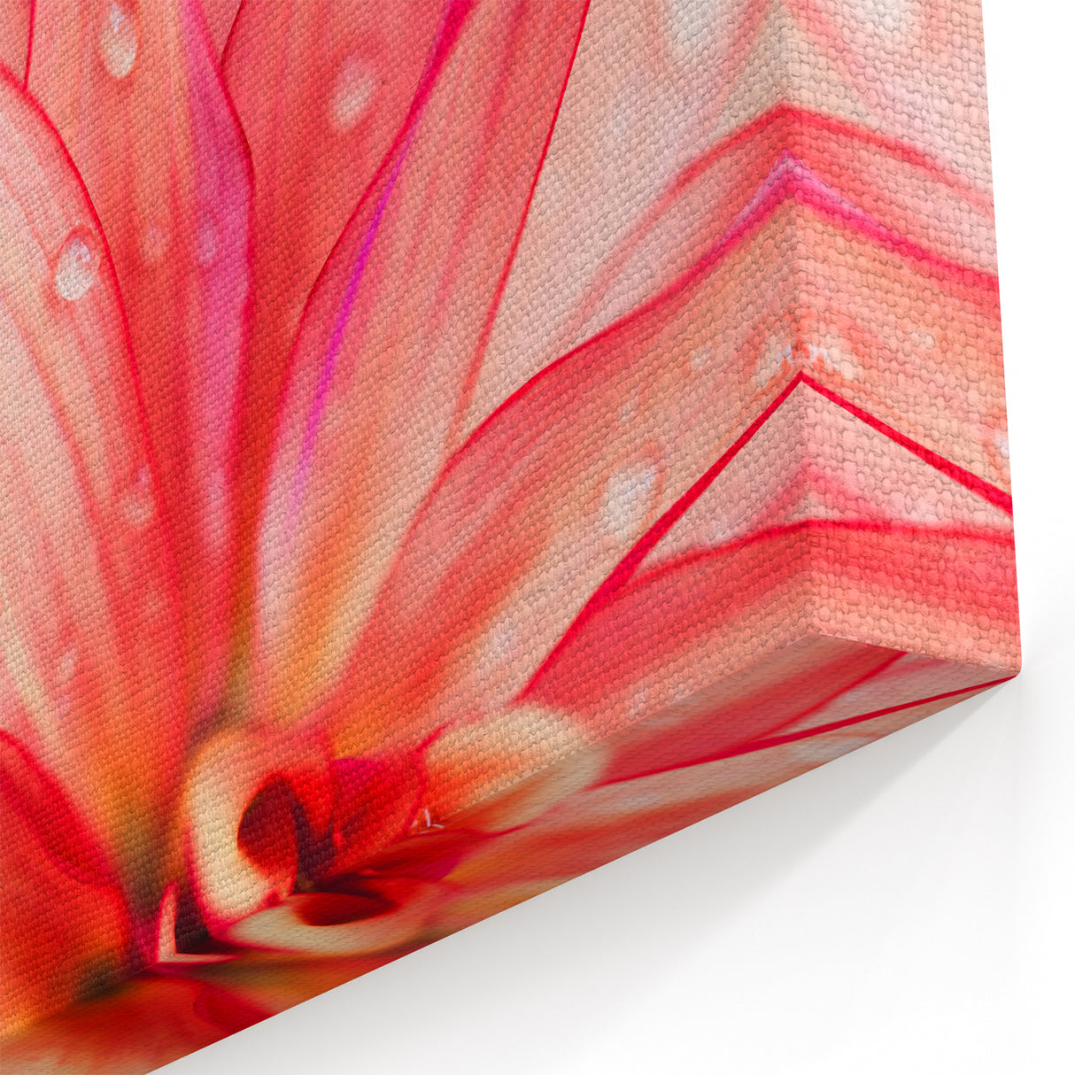 Dahlia Flower Macro - Fine Art Photography Limited Edition Prints