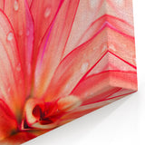 Dahlia Flower Macro - Fine Art Photography Limited Edition Prints