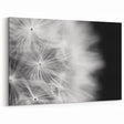 Dandelion Macro Art - Fine Art Photography Framed Prints