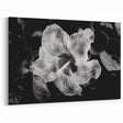 Hibiscus in Monochrome - Fine Art Photography Canvas Prints