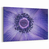 Violet Anemone Macro - Fine Art Photography Framed Prints