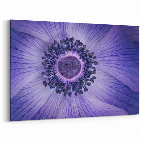 Violet Anemone Macro - Fine Art Photography Framed Prints