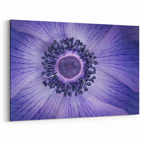 Violet Anemone Macro - Fine Art Photography Framed Prints