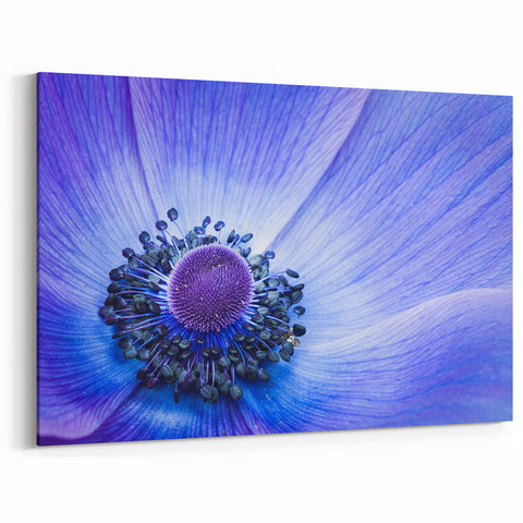 Blue Anemone Macro - Fine Art Photography Acrylic Prints