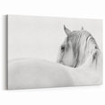 Elegant White Horse - Fine Art Photography Framed Prints