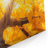 Golden Canopy – Tree Art Prints & Nature-Inspired Wall Decor