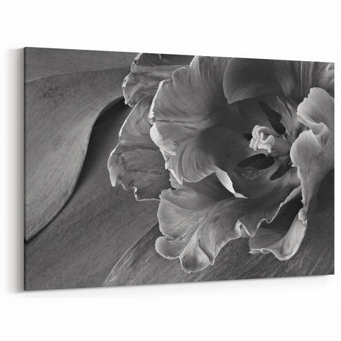 Monochrome Tulip Bloom - Fine Art Photography Framed Prints