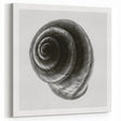 Minimalist Shell Close-Up – Black & White Fine Art Photography Print
