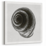 Minimalist Shell Close-Up – Black & White Fine Art Photography Print