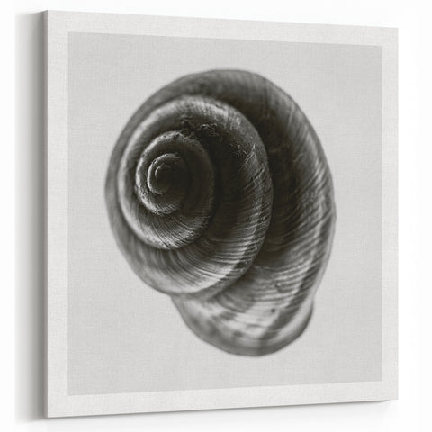 Minimalist Shell Close-Up – Black & White Fine Art Photography Print
