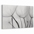Ethereal Dandelion Seeds – Black & White Fine Art Photography