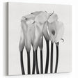 Calla Lilies Elegance - Fine Art Photography Canvas Prints