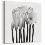 Calla Lilies Elegance - Fine Art Photography Canvas Prints