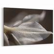 Dew-Kissed Leaf - Fine Art Photography Limited Edition Prints