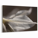 Dew-Kissed Leaf - Fine Art Photography Limited Edition Prints