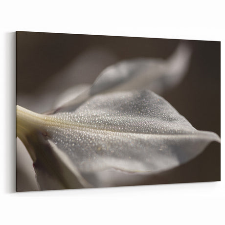Dew-Kissed Leaf - Fine Art Photography Limited Edition Prints