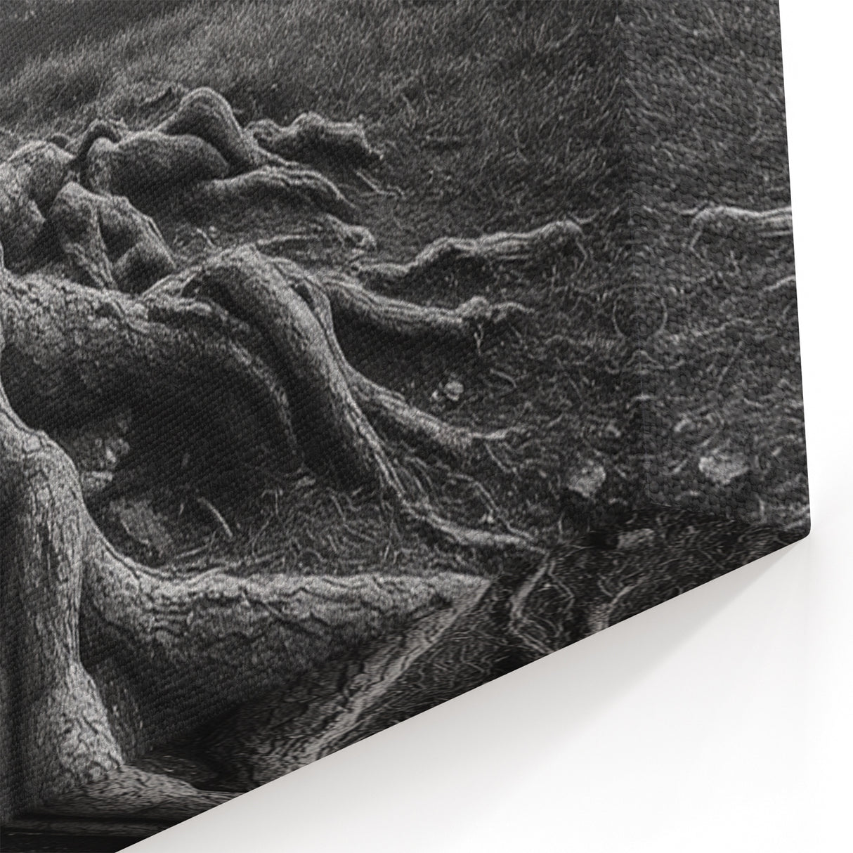 Ancient Roots and Mountains - Fine Art Photography Canvas Prints