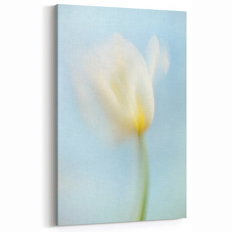 Dreamy Tulip in Soft Focus - Fine Art Photography Canvas Prints