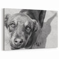 Urban Architectural Wall Art – Black and White Dog Photography