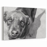 Urban Architectural Wall Art – Black and White Dog Photography