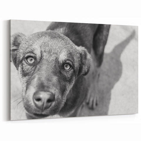 Urban Architectural Wall Art – Black and White Dog Photography