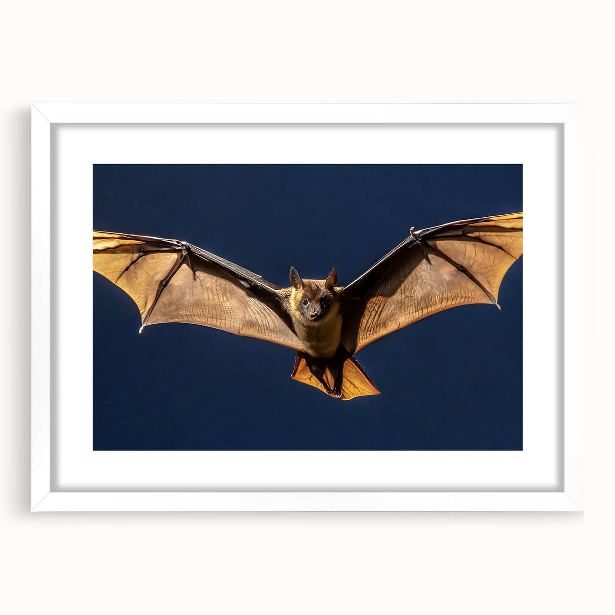 White picture frame with a mat, showcasing a blank space for artwork or photographs, viewed from the front against a neutral background, ideal for home decor or gallery displays.