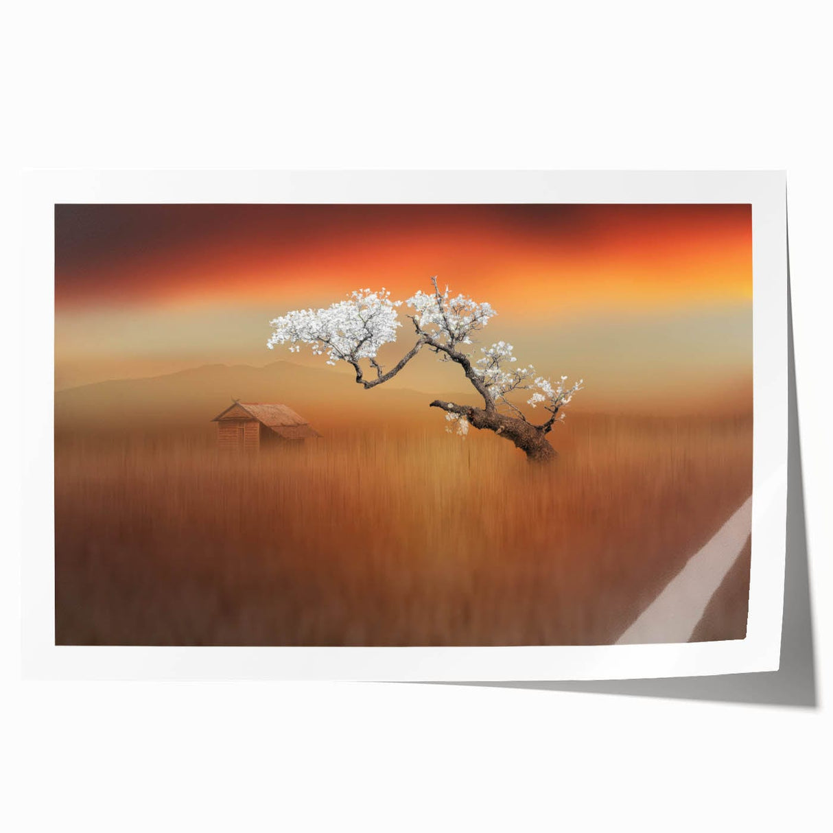 Blossoming Tree at Sunset - Fine Art Photography Canvas Prints