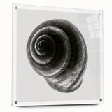 Minimalist Shell Close-Up – Black & White Fine Art Photography Print