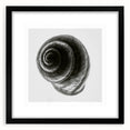 Minimalist Shell Close-Up – Black & White Fine Art Photography Print
