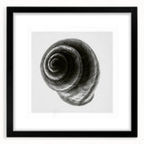 Minimalist Shell Close-Up – Black & White Fine Art Photography Print