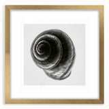 Minimalist Shell Close-Up – Black & White Fine Art Photography Print