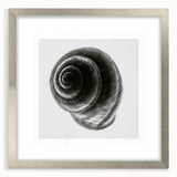 Minimalist Shell Close-Up – Black & White Fine Art Photography Print