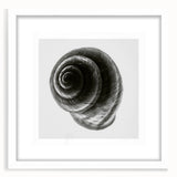 Minimalist Shell Close-Up – Black & White Fine Art Photography Print