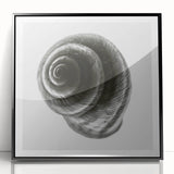 Minimalist Shell Close-Up – Black & White Fine Art Photography Print