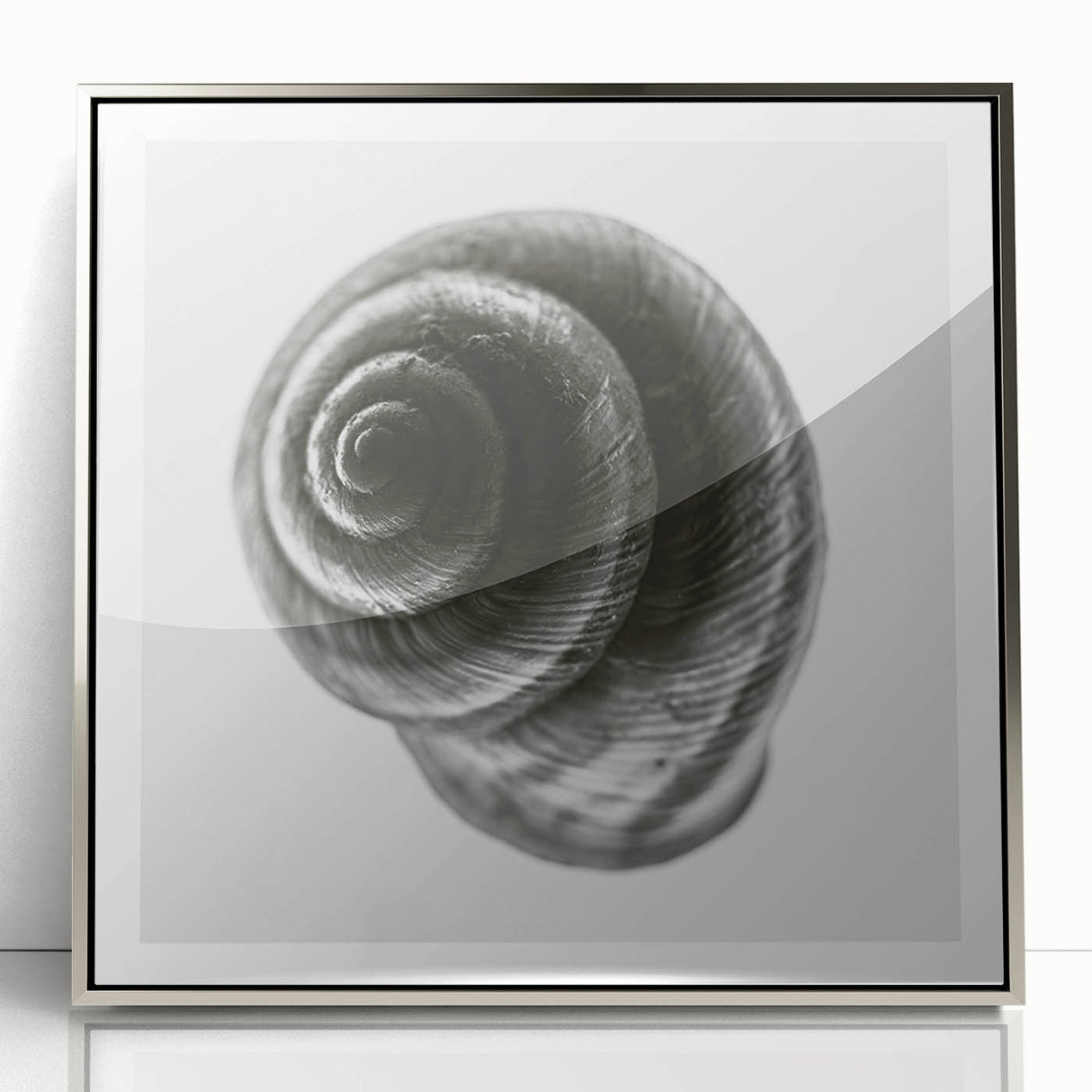 Minimalist Shell Close-Up – Black & White Fine Art Photography Print