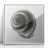 Minimalist Shell Close-Up – Black & White Fine Art Photography Print