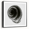 Minimalist Shell Close-Up – Black & White Fine Art Photography Print