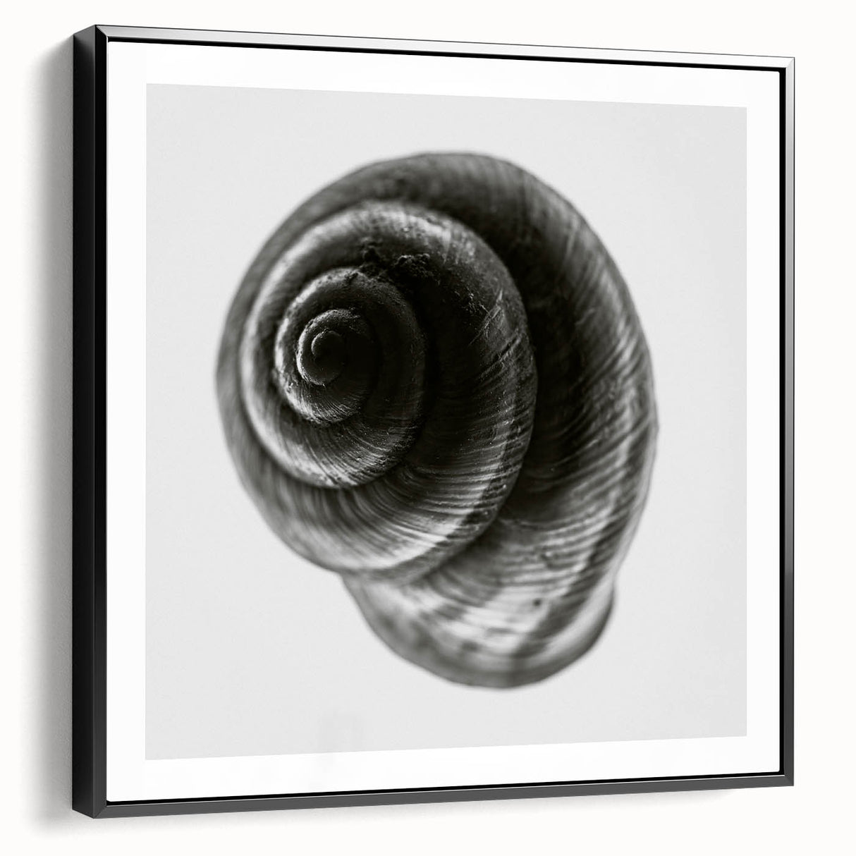 Minimalist Shell Close-Up – Black & White Fine Art Photography Print