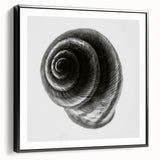 Minimalist Shell Close-Up – Black & White Fine Art Photography Print